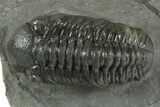 Detailed Austerops Trilobite - Ofaten, Morocco #351918-2